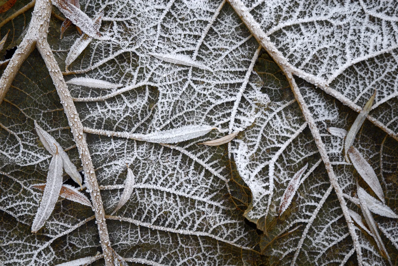 Close-up of white frost crystals outlining the veins of large dark leaves on a cold morning