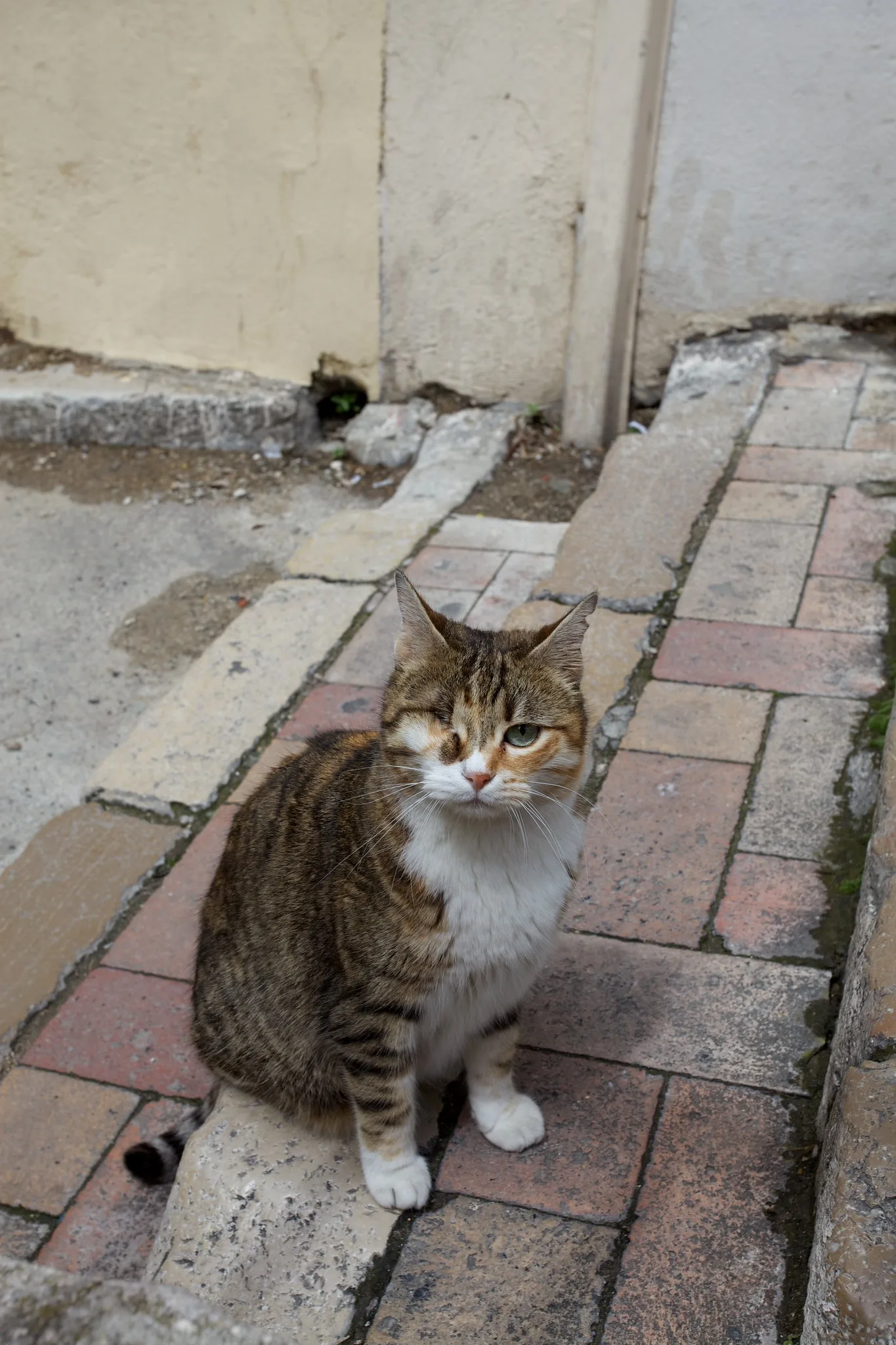 A tabby cat sitting on a brick sidewalk beside a pale wall, lit by soft, even light with no harsh shadows