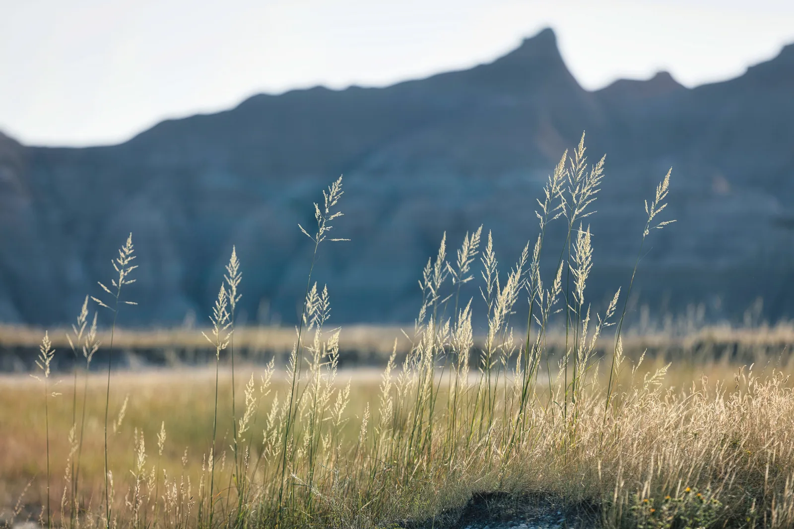 Delicate grass stems in sharp focus against a softly blurred mountain, a photo whose subtle tones need a well set up screen to edit