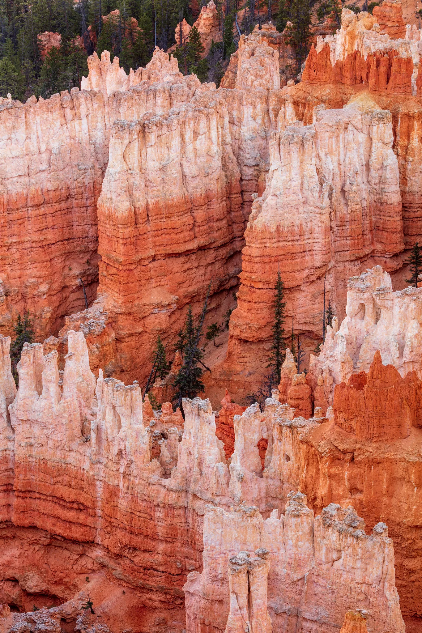 Rows of orange and white hoodoo rock spires at Bryce Canyon in warm, rich color