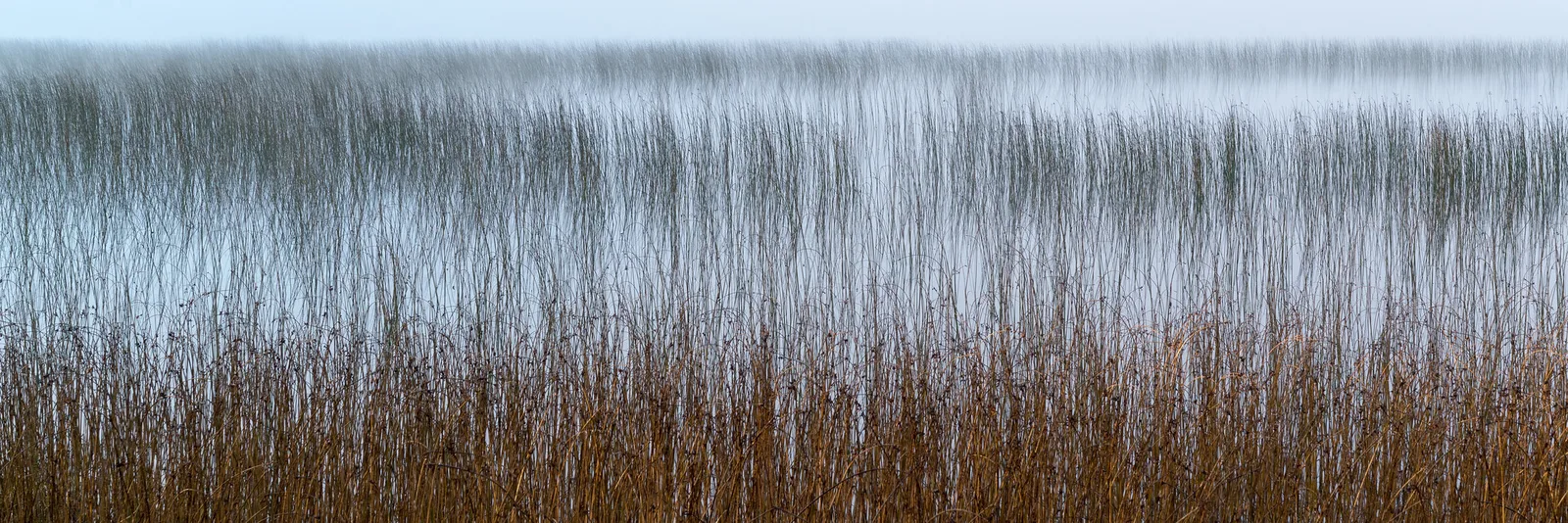 Thin reeds rise from still, misty water, fading from brown stalks in the foreground to pale gray shapes in the fog.