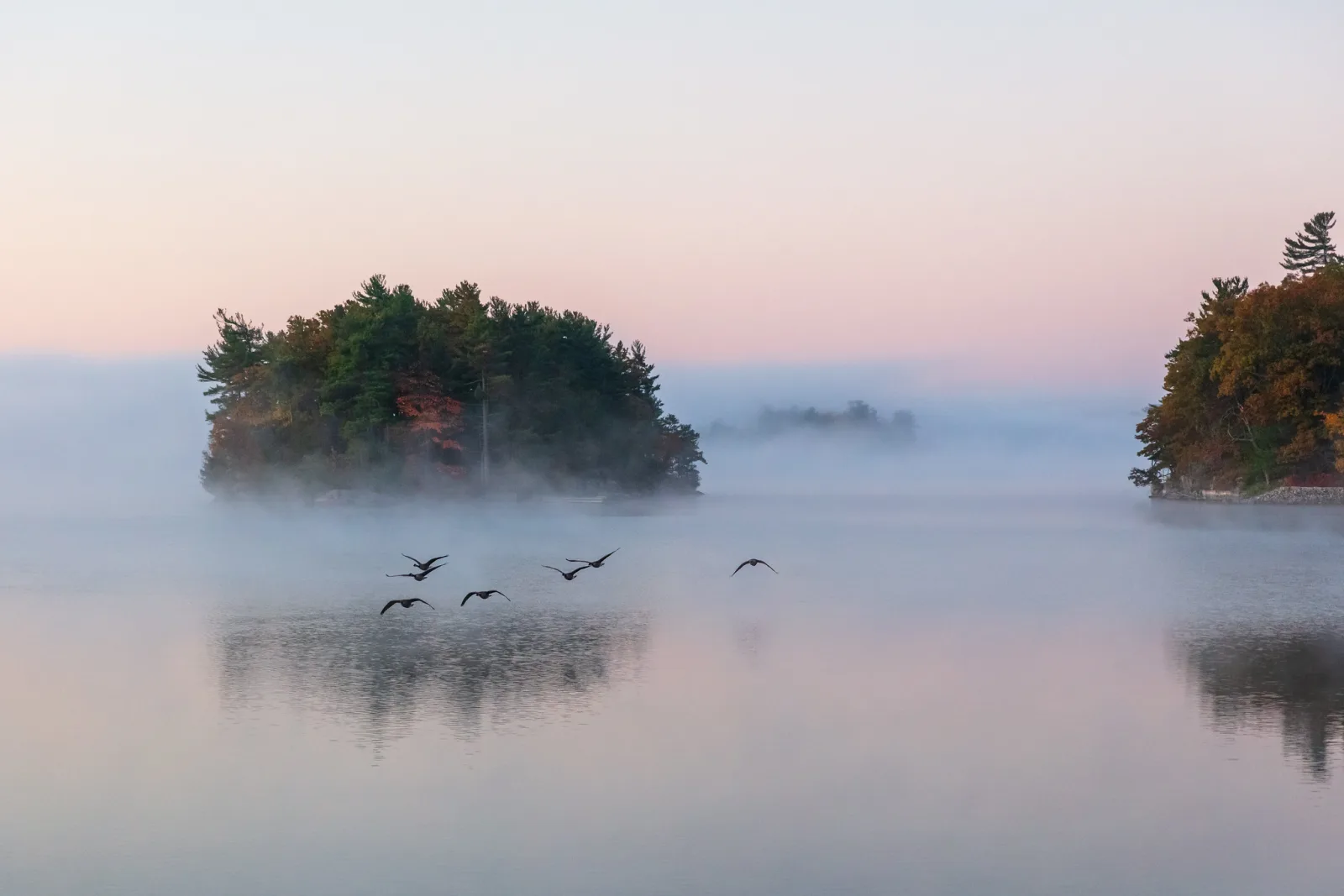 A small flock of geese flies low across misty water past a tree-covered island at dawn.