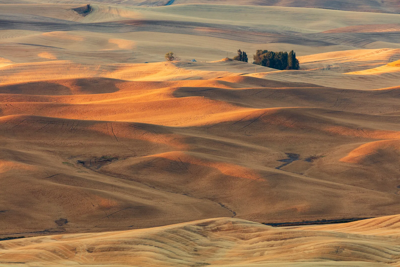 Rolling harvested fields in morning light, with bright golden patches and soft shadowed hollows