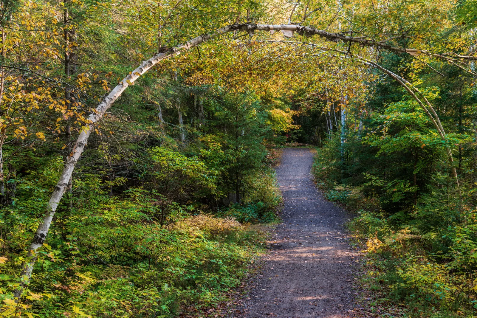 A gravel path winds into a wooded area beneath a leaning birch tree, with even shade and green foliage.
