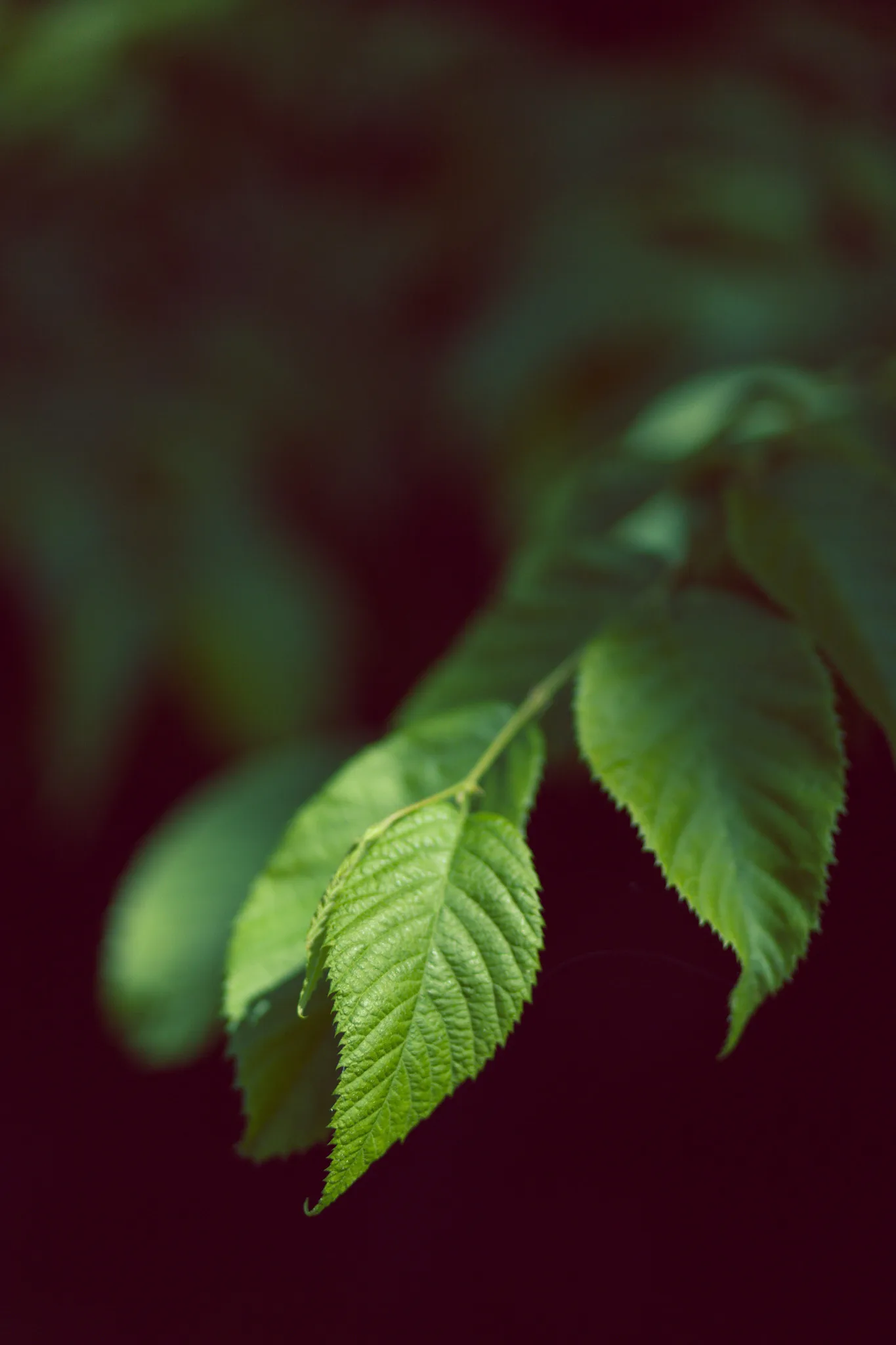 A spray of green leaves hangs against a dark red background.