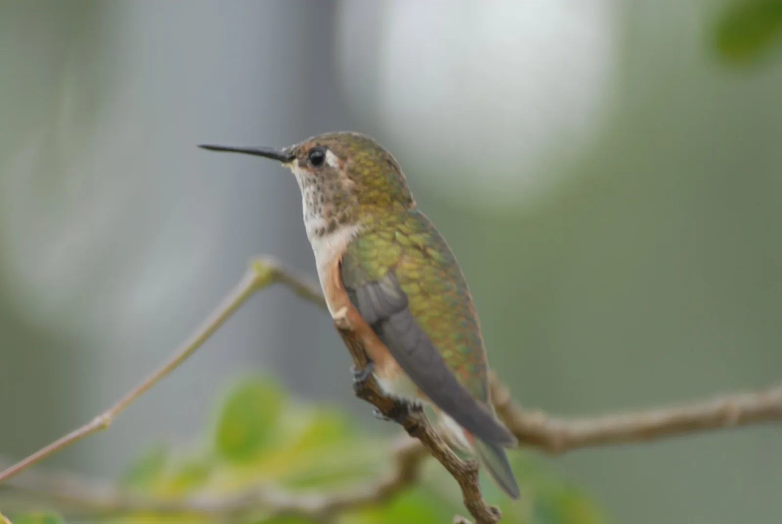 A small olive and buff hummingbird perches sideways on a thin bare twig against a soft grey-green blur.