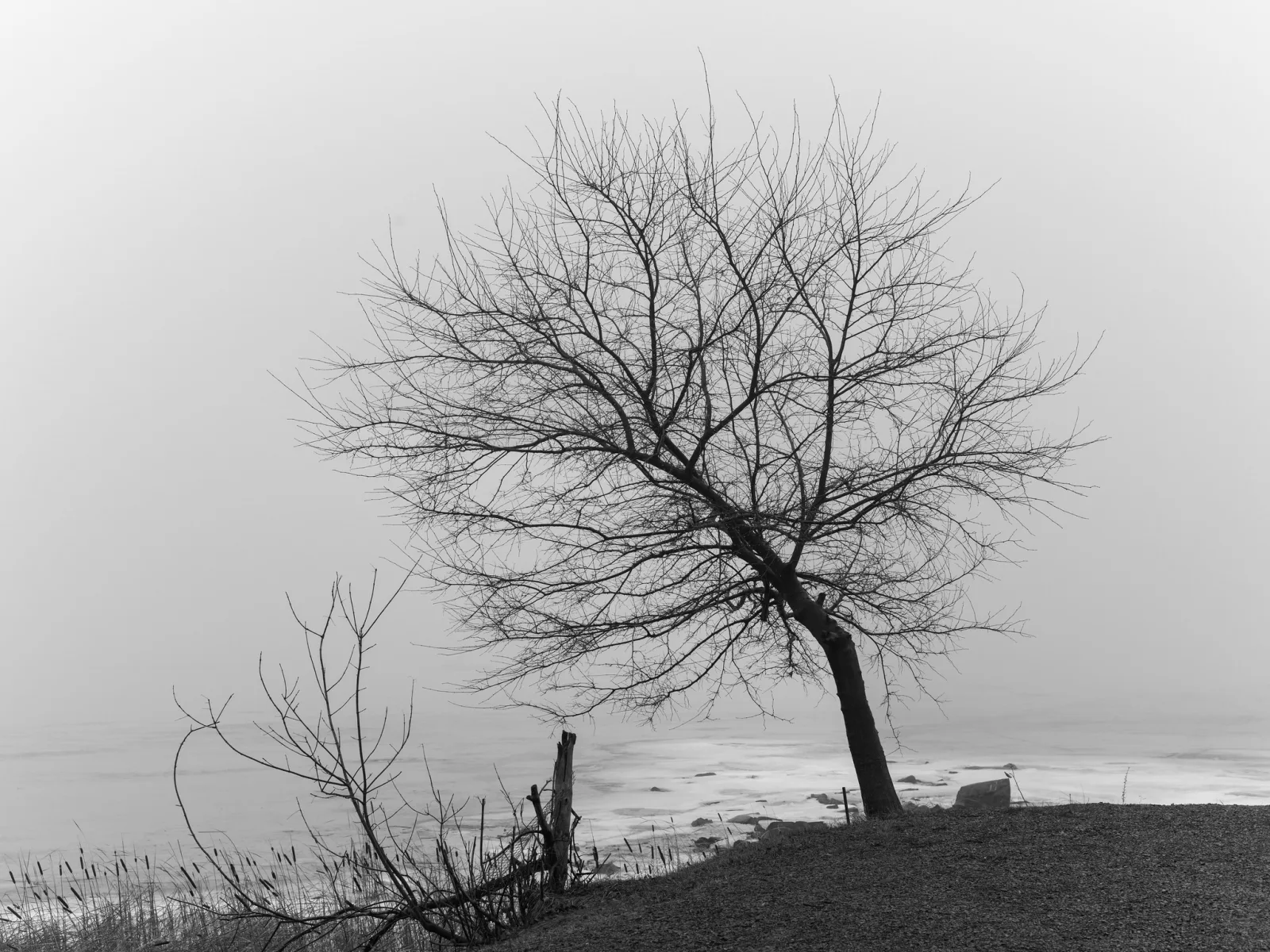 A bare tree leans on a grassy bank beside a frozen shore in thick fog.