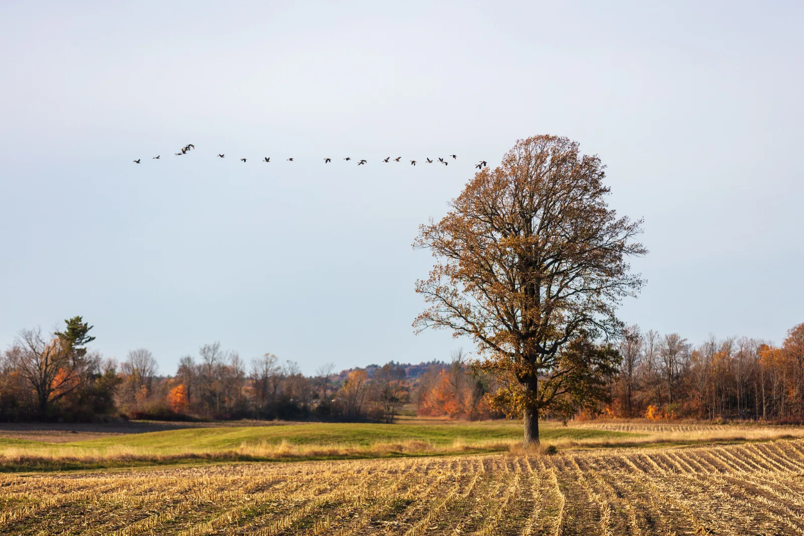 A lone tree on the right third of the frame with a line of geese crossing the sky and the horizon low in the picture
