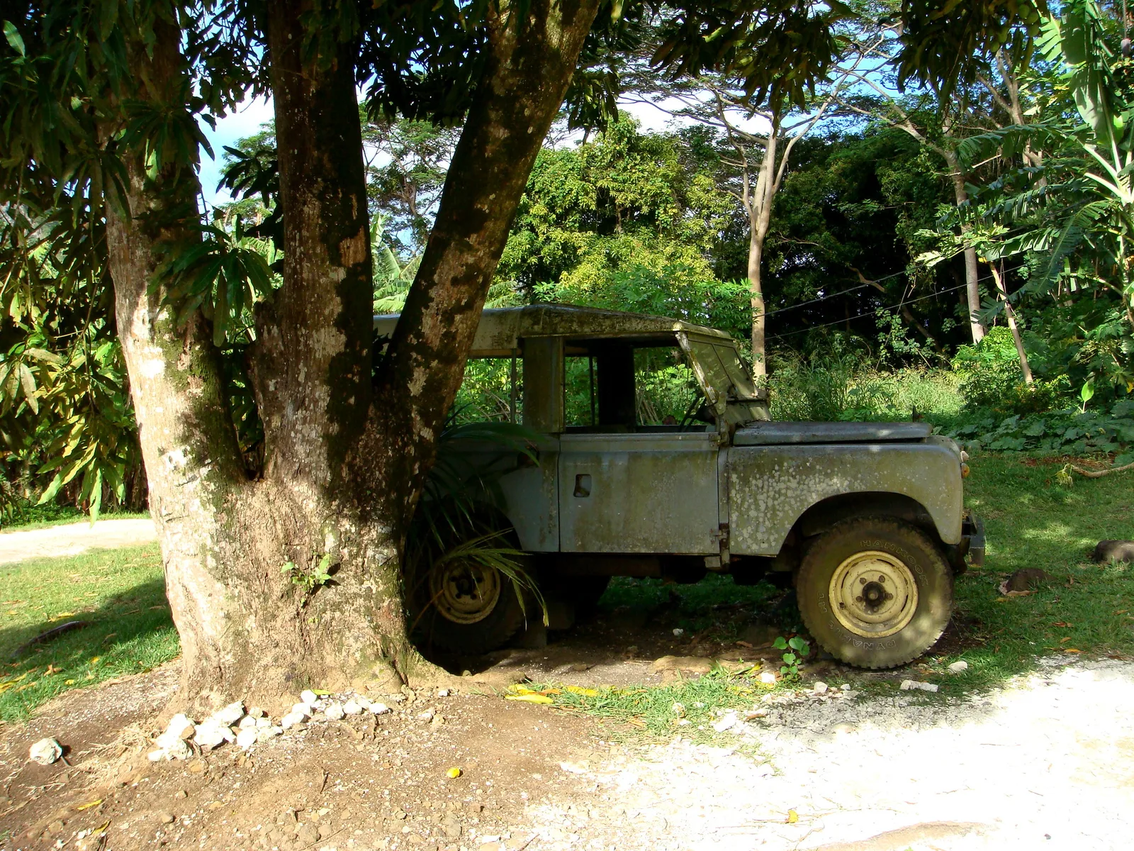 An old green four-wheel-drive truck parked in deep shade beneath a large tree, with tropical plants and a sandy yard behind it.