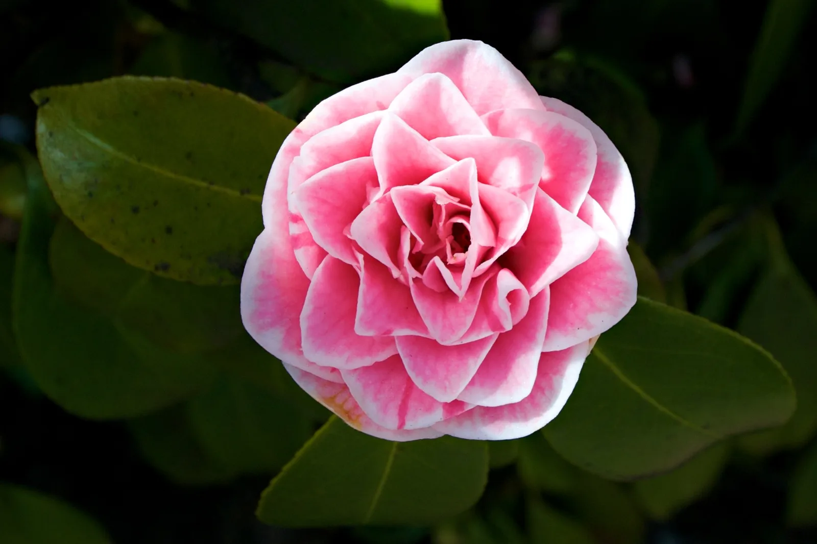 A close-up of a pink camellia flower with layered petals against dark green leaves