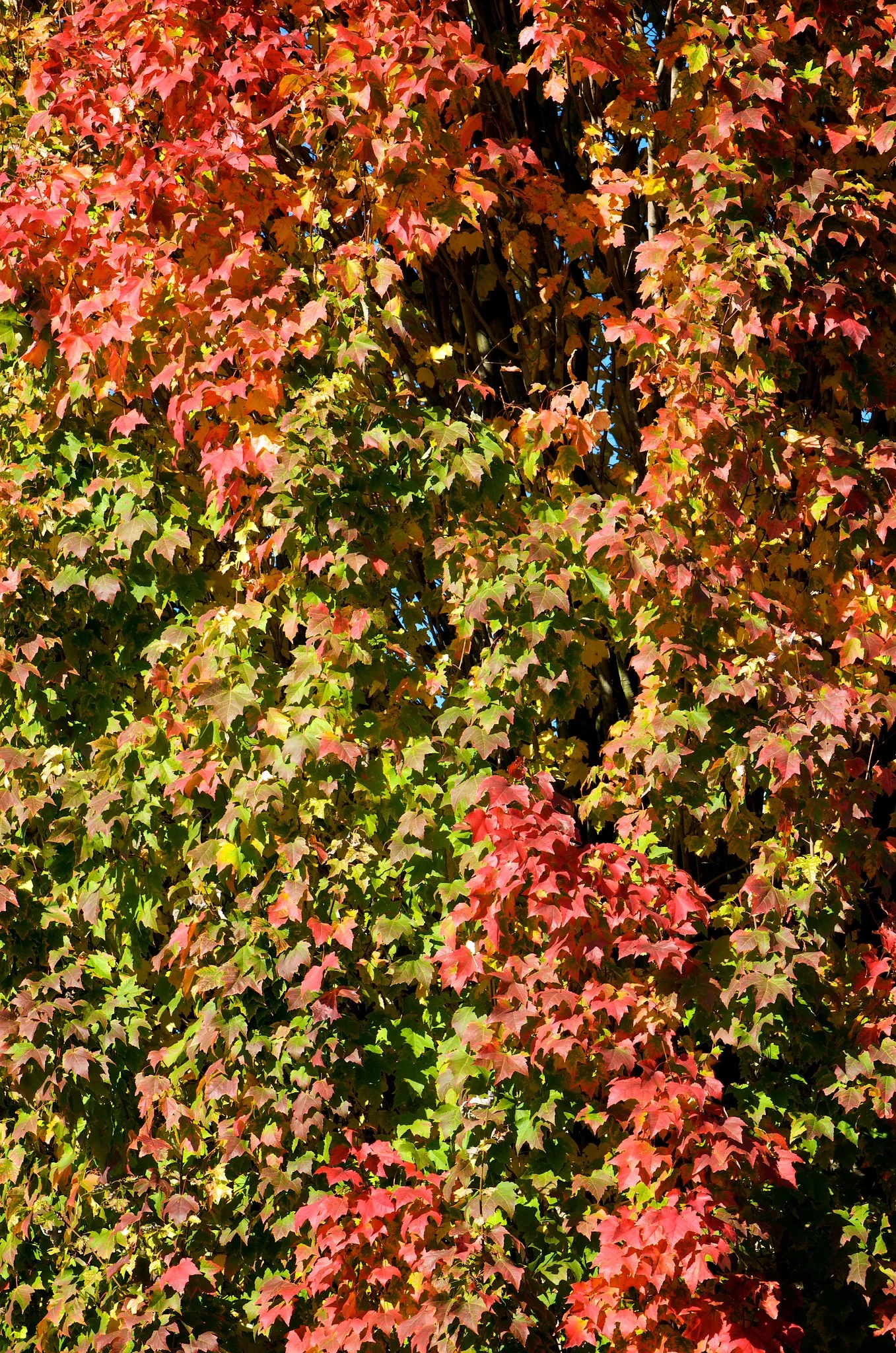 Red and green autumn leaves are mixed together in one dense mass of foliage.