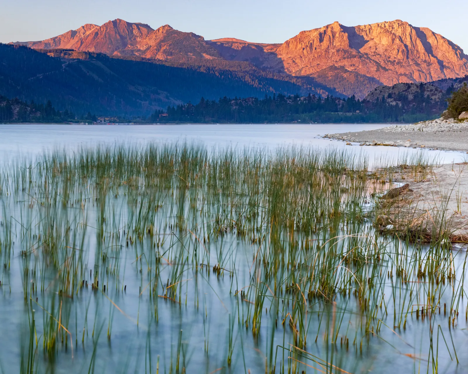 Reeds growing in shallow water in front of a lake with orange-lit mountains behind.