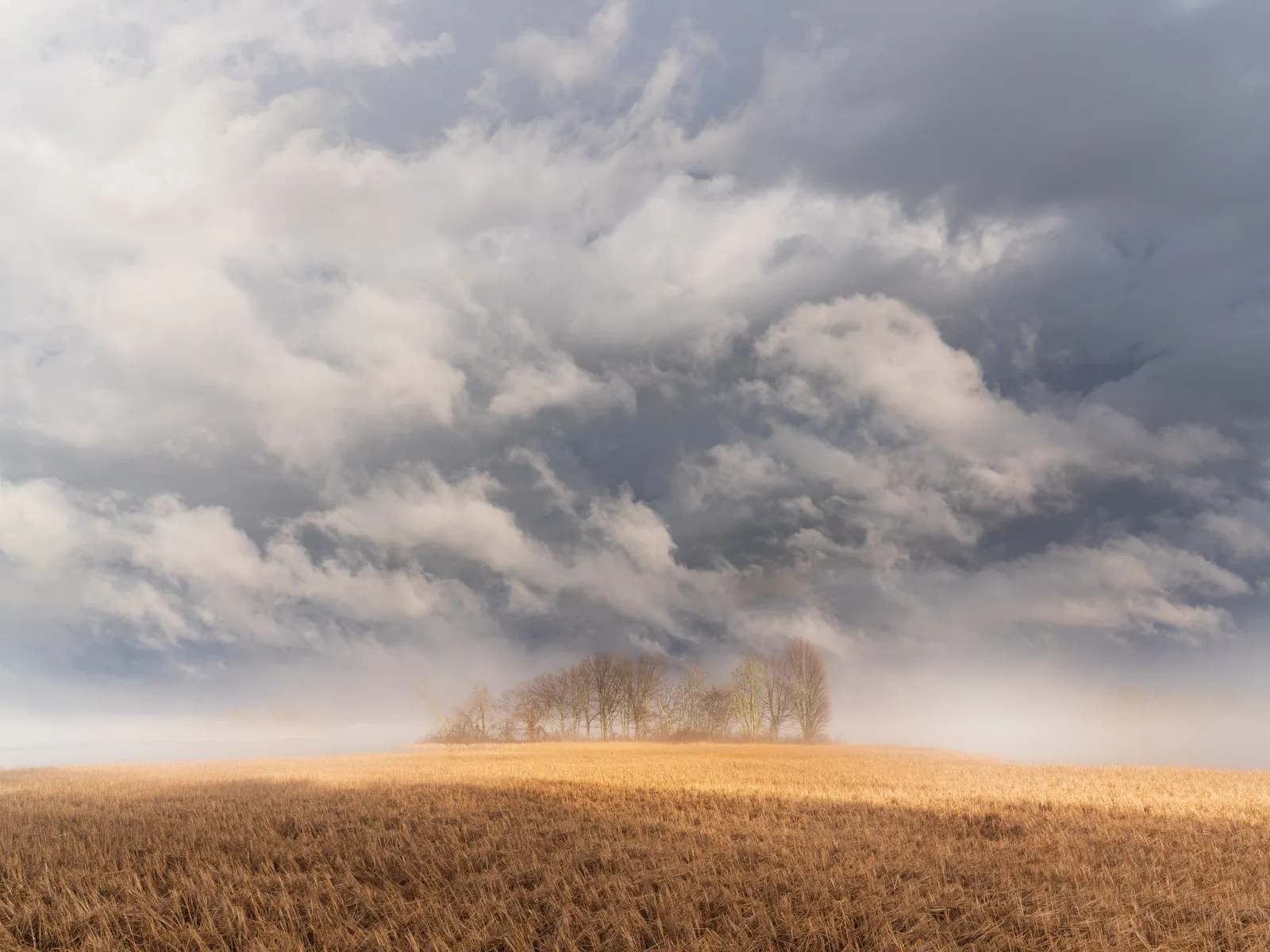 Heavy grey and white clouds fill the sky above a low strip of golden field and a small clump of trees.