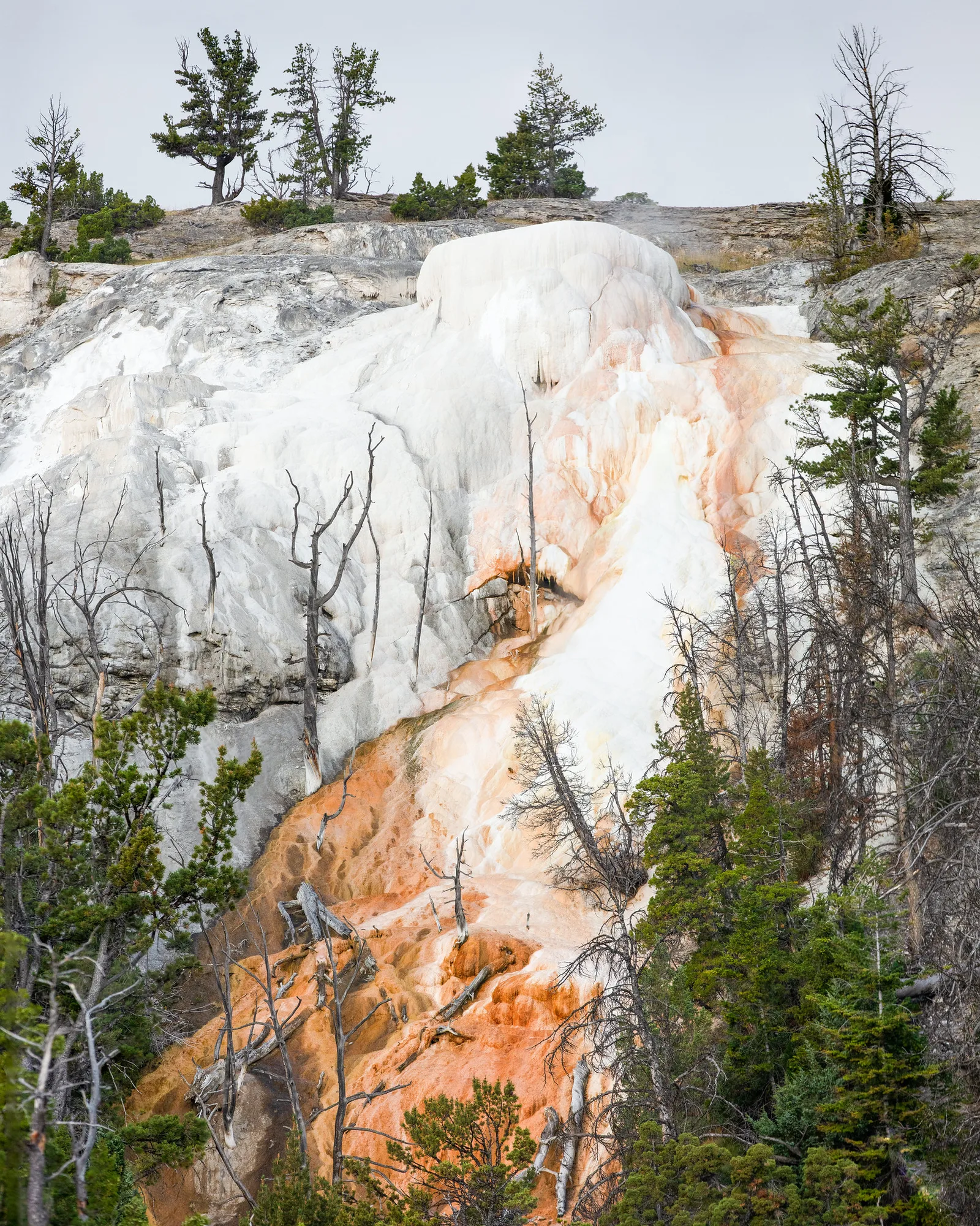 White and orange mineral terraces at a hot spring with pale dead trees