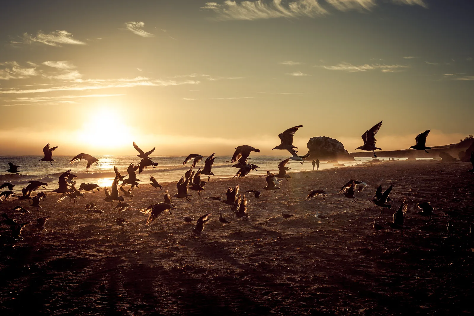 Seagulls in silhouette on a beach with the sun low over the ocean