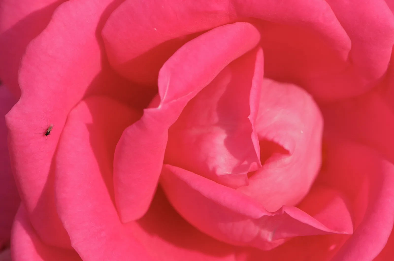 Macro photo of the soft pink petals of a rose with a tiny insect resting near the edge