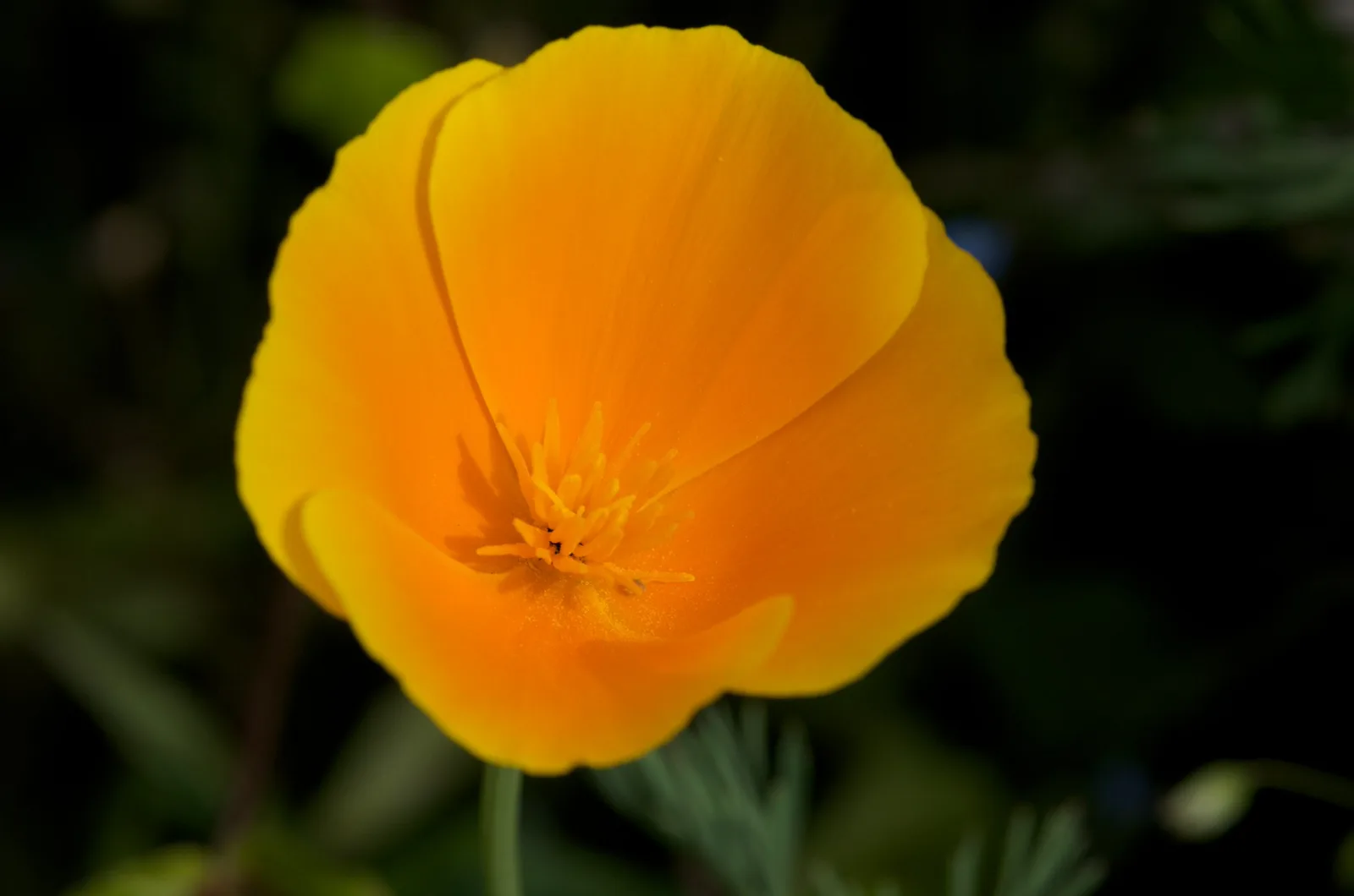 Close up of a bright orange and yellow poppy flower against a dark green background, the kind of fine color detail that is easy to judge on a large screen