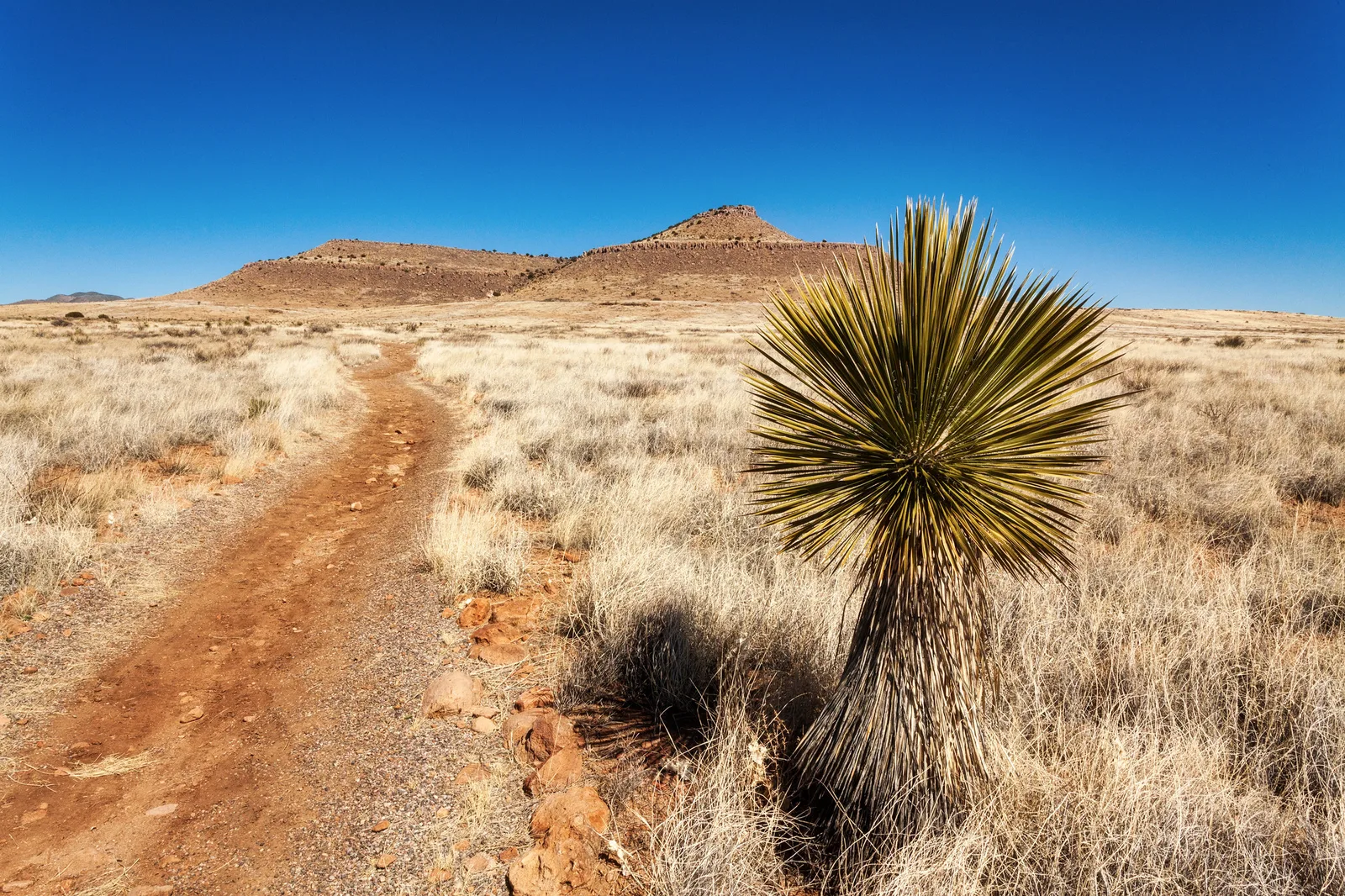 A dirt hiking trail winding through dry desert grass past a spiky plant toward distant hills