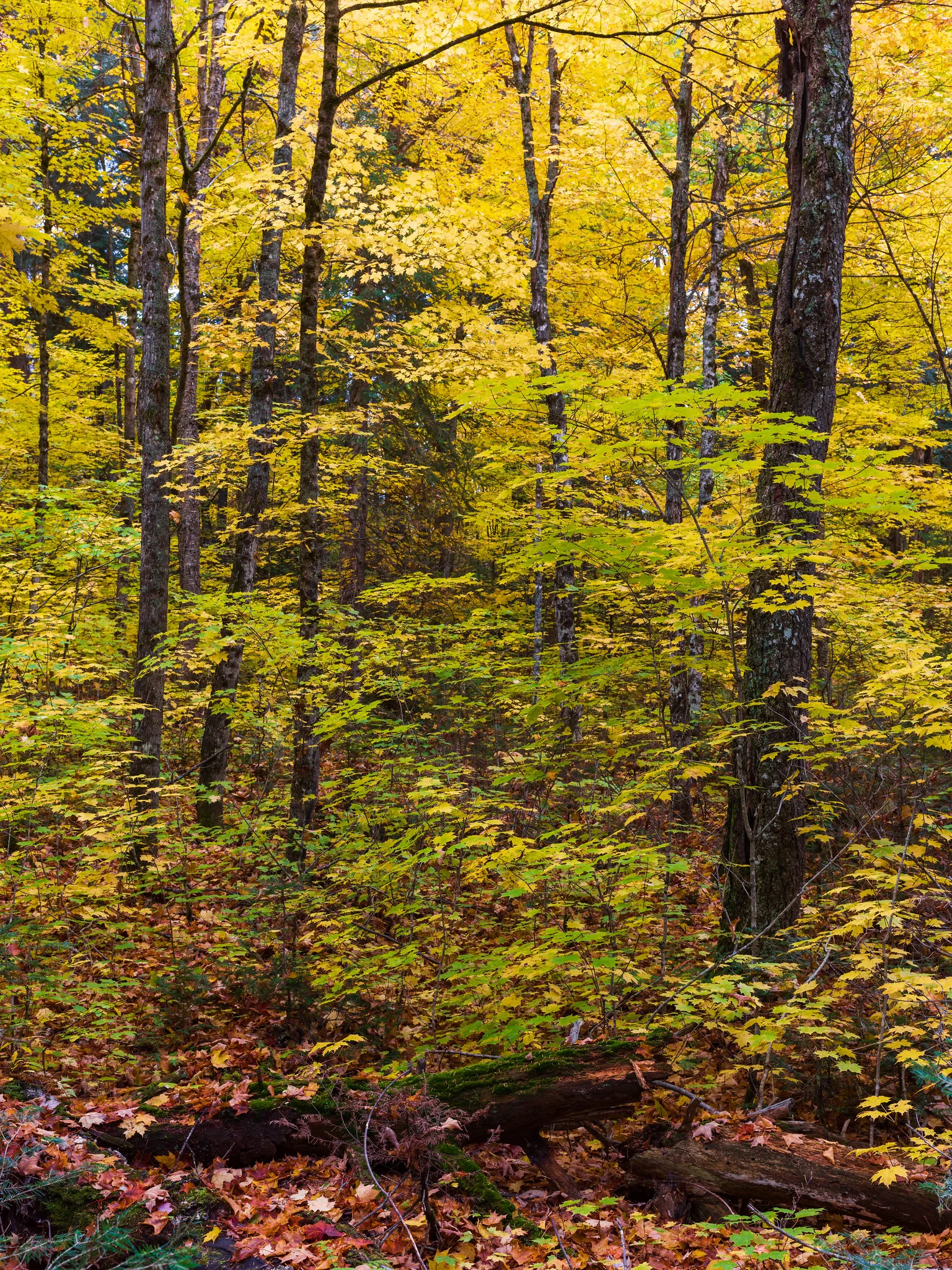Tall trees with bright yellow autumn leaves, with fallen red and orange leaves on the forest floor below.